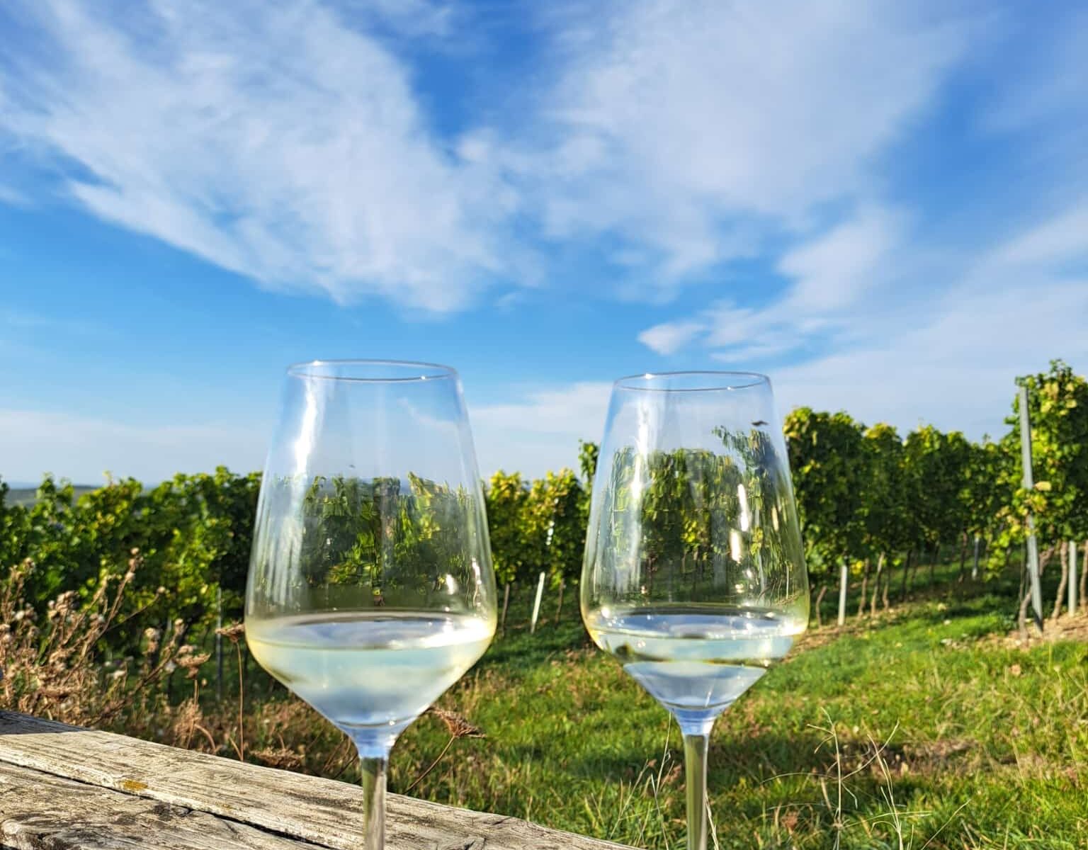 Radtour Bike & Wein Venetien Weinberg und Weingläser