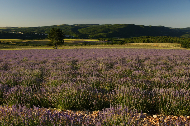 Lavendelblüte Provence Abends